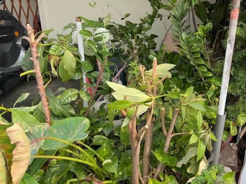 紧邻的泰式料理与大肠面线店，因店门口的植栽引爆双方业者冲突。（图由民众提供）