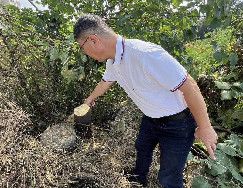 鹿港8棵大叶榄仁树遭锯断，惨不忍睹。（图由镇公所提供）