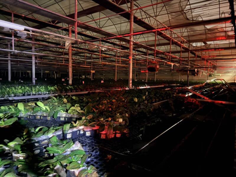 台湾兰花生物科技园区1处兰园今日凌晨传出温室火警，幸消防人员赶抵后3分钟迅速控制火势，起火原因仍待调查。（图由民众提供）