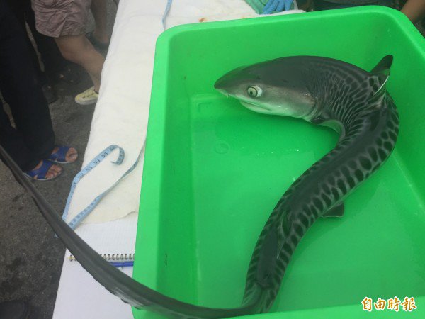 小鼬鲨。（记者张存薇摄）