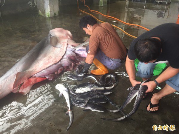 长滨定置网又捕获怀孕母鲨，但母鲨已死亡，渔民立刻剖腹抢救小鲨。（记者张存薇摄）