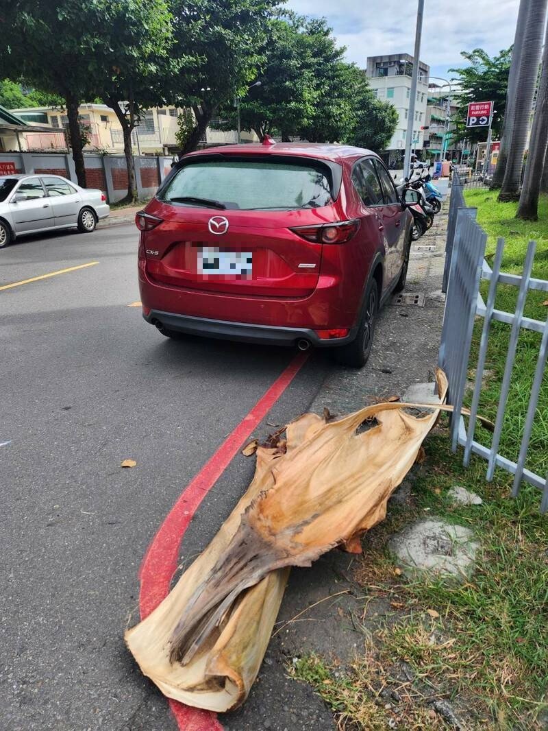 大王椰子叶柄击毁车辆。（民众提供）