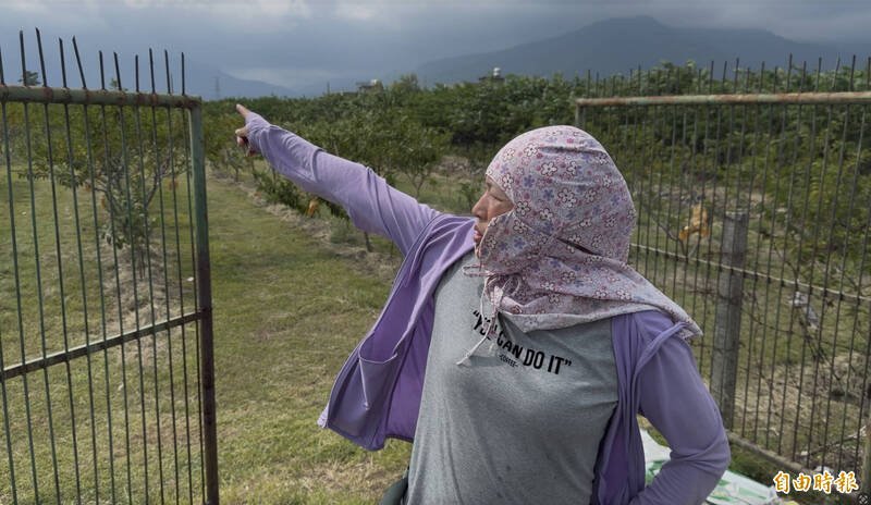 释迦果农指著另一处果园说，就算围得比自家果园还严密也没用，照样被偷。（记者刘人玮摄）