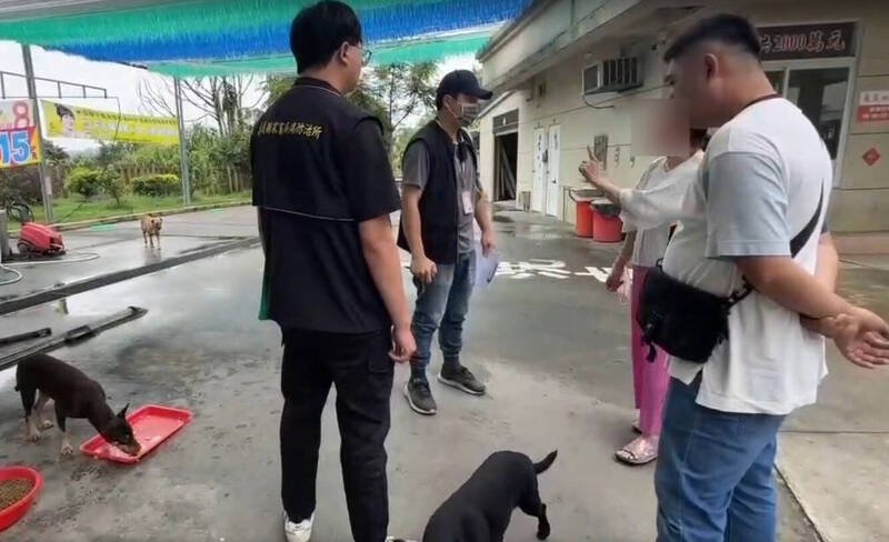 妇人长期喂养游荡犬，引发犬只多次追车、咬人，导致社区不安。（嘉义县政府提供）