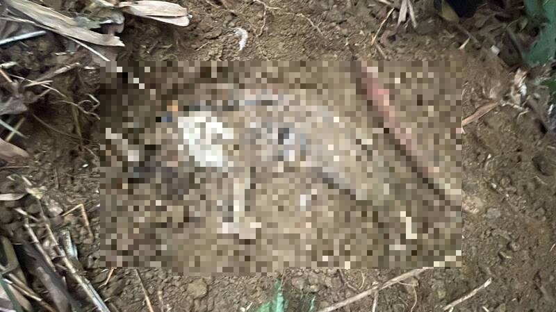 男子赵育庆以火烤、热水烫虐杀5猫，一审依一罪一罚规定，共重判9年2月，赵上诉硬拗「施用毒品才会冲动杀猫」请求轻判，高院今判决上诉驳回。（资料照）