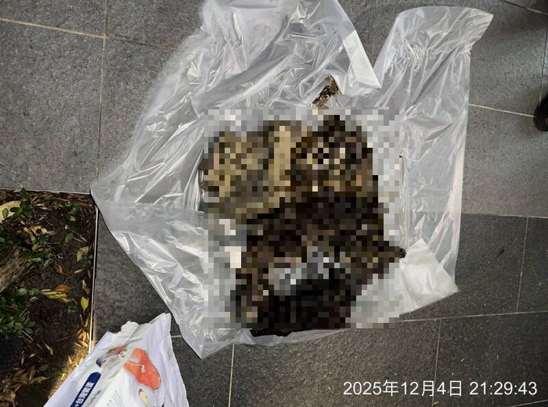 动保处于六张犁派出所带回2具猫尸。（北市动保处提供）