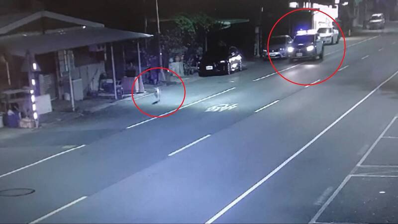 老妇的忠犬小白一路跑在警车前方，引领员警载著老妇返家。（图由民众提供）