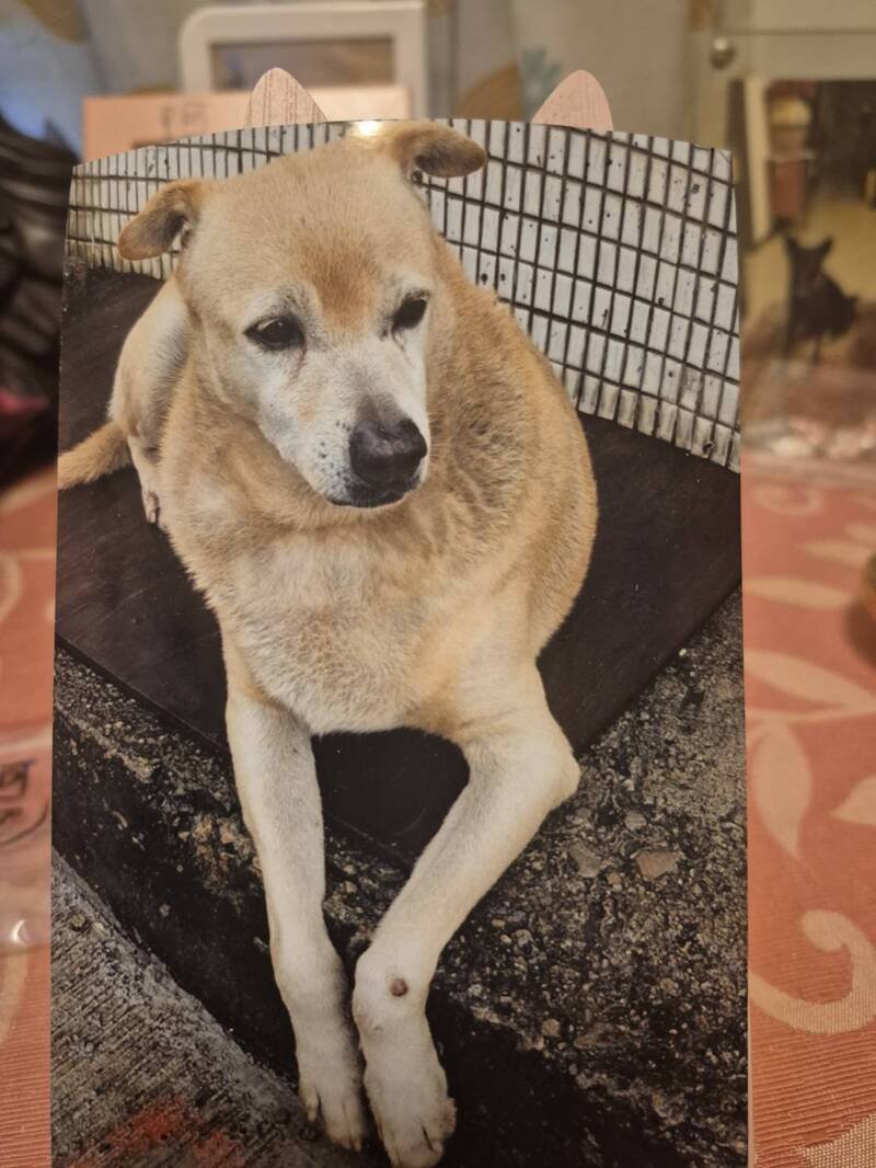 「阿肥」健康时的照片。（基隆市动物保护防疫所义务动物检查员娄欣提供）