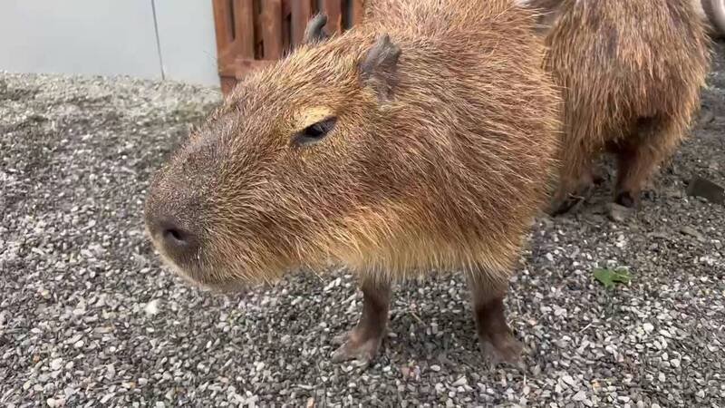 宜兰张美阿嬷农场的可爱水豚君。（读者提供）