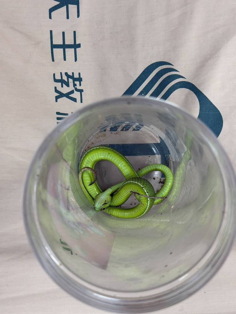 新北市新店一名老翁被青竹丝咬到，还把蛇打死带到医院提供医师辨识。（新店耕莘医院提供）