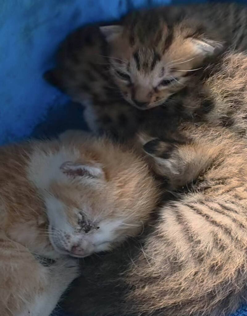 4只小奶猫模样超萌。（消防局提供）
