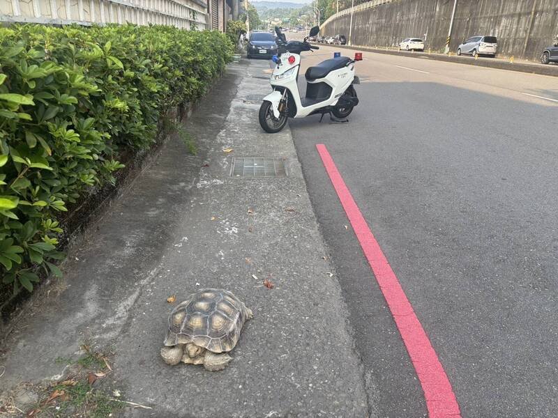 员警巡逻行经见状，立即将机车停在象龟后方戒护。（记者许国桢翻摄）