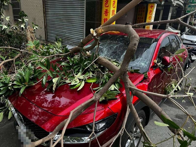 大树倒塌瞬间砸烂轿车，挡风玻璃碎裂。（民众提供）